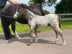 Prachtig kwaliteitsvol appaloosa hengstveulen, Dieren en Toebehoren, Hengst, A pony (tot 1.17m), Gechipt, 0 tot 2 jaar