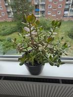 Prachtige gezonde, grote,ruime vetplant., Ophalen, Vetplant, Halfschaduw, Minder dan 100 cm
