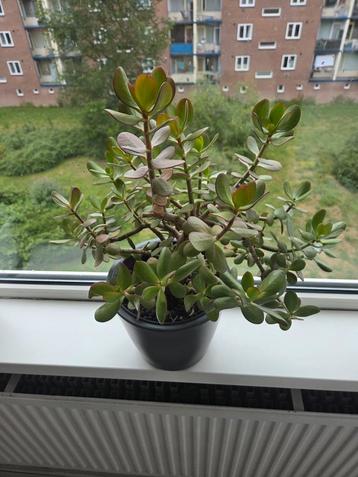 Prachtige gezonde, grote,ruime vetplant. beschikbaar voor biedingen