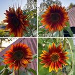 Rode zonnebloem mix, Ophalen of Verzenden, Volle zon