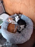 Kittens, Dieren en Toebehoren, Katten en Kittens | Overige Katten, Kater