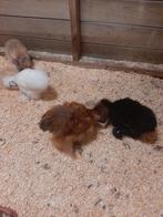 3 zijdehoentjes., Dieren en Toebehoren, Pluimvee, Meerdere dieren, Kip