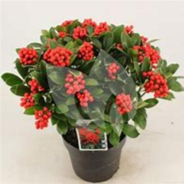 Skimmia jap. Temptation met bes in diverse maten potkweek, Tuin en Terras, Planten | Tuinplanten, Overige soorten, Volle zon, Ophalen