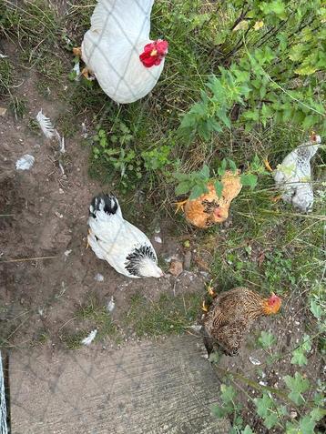 4 kippen 12 weken oud  Wyandotte, 3x wit en 1x lichtbruin  beschikbaar voor biedingen