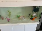 Aquarium moet weg, Dieren en Toebehoren, Vissen | Aquaria en Toebehoren, Ophalen, Gebruikt, Leeg aquarium