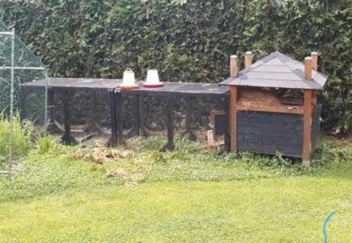 Konijnen oppas aangeboden, Dieren en Toebehoren, Konijnen, Meerdere dieren