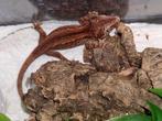 3 jonge gargoyle Rhacodactylus gekko, Dieren en Toebehoren, Reptielen en Amfibieën, Hagedis, 0 tot 2 jaar