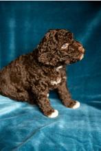 Waterhonden mix, look-a-like Labradoodle medium, Dieren en Toebehoren, Honden | Retrievers, Spaniëls en Waterhonden, Overige rassen