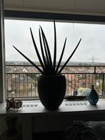 Planten met pot, Huis en Inrichting, Kamerplanten, Ophalen, Vetplant, Halfschaduw, In pot