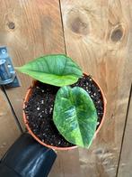 Alocasia platinum aurea lemon lime mint variegata plant, Ophalen of Verzenden, Halfschaduw, Minder dan 100 cm