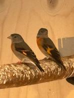 Kapoetsensijs pop 24 en 23, Dieren en Toebehoren, Vogels | Overige Vogels, Vrouwelijk, Tropenvogel