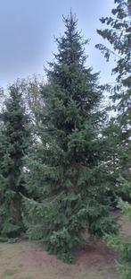 Te koop Grote Kerstbomen Picea Omorika tot ca. 6 m1 lang, Tuin en Terras, Planten | Bomen, Ophalen, Bloeit niet, Halfschaduw, Overige soorten
