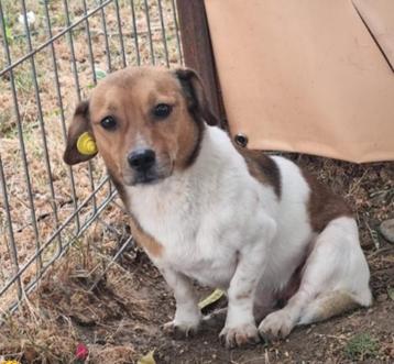 Kleine Paco ter adoptie!  beschikbaar voor biedingen
