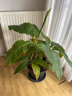 Diverse planten met pot/bak, Vaste plant, Bloeit niet, Halfschaduw, Ophalen