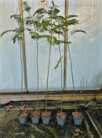 Albizia Julibrissin 🌳🌸  Perzische slaapboom, Tuin en Terras, Planten | Bomen, Ophalen, Volle zon, Overige soorten, 100 tot 250 cm