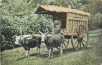 (381-214-007) Transportwagen met Karbouwen, Verzenden, Overig Europa