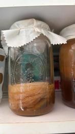 Kombucha Scoby, Ophalen
