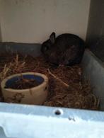 Kleur dwergen konijn grijs, Dieren en Toebehoren, Meerdere dieren, Dwerg