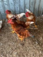 Jonge hanen te koop, Dieren en Toebehoren, Pluimvee, Mannelijk, Kip