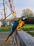 Blauwgele ara, Mannelijk, Papegaai, Pratend