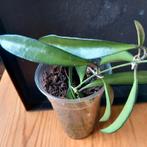 hoya wayetti stek nr 109, Huis en Inrichting, Kamerplanten, Ophalen of Verzenden, Overige soorten, Minder dan 100 cm