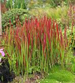 Imperata C. Red Baron | Japans Bloedgras | Chemievrij, Volle zon, Vaste plant, Siergrassen, Ophalen of Verzenden
