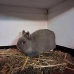 Fokpaar feh kleurdwergen, Dieren en Toebehoren, Konijnen, Meerdere dieren, Dwerg, 0 tot 2 jaar