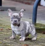 Mooie speelse FRANSE BULLDOG  Pups , Aparte kleuren  Reutjes, Dieren en Toebehoren, Honden | Bulldogs, Pinschers en Molossers