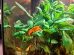 CPO dwergkreeftje man +- 6 maanden oud., Dieren en Toebehoren, Vis