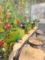 Ara Maracana, Meerdere dieren, Papegaai, Pratend