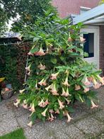 Stekje Brugmansia, Zomer, Vaste plant, Overige soorten, Ophalen