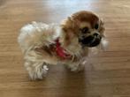 Steiff Peky Pekinees hondje nr 4120/14, Ophalen, Zo goed als nieuw, Hond