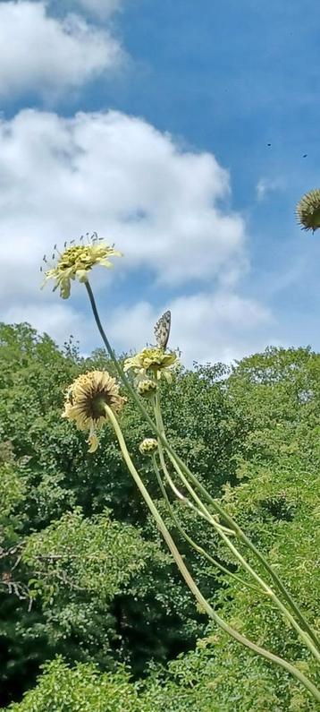 Zaailingen van de Grote Gele Scabiosa/Cephalaria Gigantea beschikbaar voor biedingen