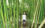 Phyllostachys Vivax Huangwenzhu: Reuzenbamboe met Contrasten, Overige soorten, Volle zon, Vaste plant, Ophalen of Verzenden