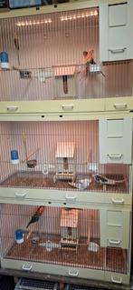 Broedkooi voor grote parkieten, Dieren en Toebehoren, Ophalen of Verzenden, Zo goed als nieuw, Kooi-accessoires