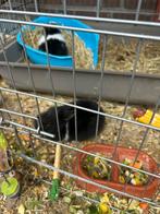Konijn, Dieren en Toebehoren, Konijnen, Vrouwelijk, Dwerg