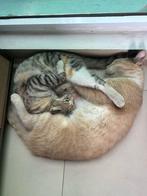 Yuki & Bobby zoeken dringend een thuis  ️, Dieren en Toebehoren, Meerdere dieren, Gechipt, 0 tot 2 jaar