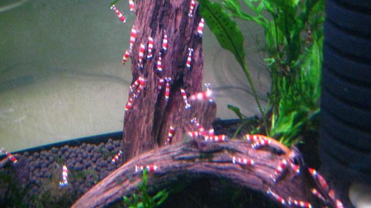 crystal red garnalen  mooie rood wit dekking  ook verzenden, Dieren en Toebehoren, Vissen | Aquariumvissen, Zoetwatervis, Kreeft, Krab of Garnaal