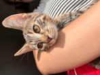 Schattige kitten ( poes, 4 maanden) prijs in overleg, Dieren en Toebehoren, Katten en Kittens | Overige Katten, Poes