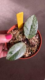 Hoya Wilbur graves, Ophalen of Verzenden, Overige soorten, Minder dan 100 cm
