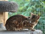 Bengaal poes 3 jaar., Poes