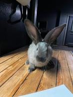 Mooie duitse reuzen in knappe kleuren, Dieren en Toebehoren, Meerdere dieren, Groot