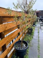 4 Olijfbomen in pot, Tuin en Terras, Bloeit niet, 100 tot 250 cm, Olijfboom, Ophalen