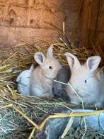 Duitse reus konijntjes zeer mooi nestje, Dieren en Toebehoren, Konijnen, Meerdere dieren, Groot, 0 tot 2 jaar