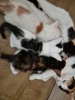 Kittens geboren 18-07 zwart witte is al verkocht, Dieren en Toebehoren