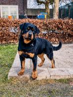 Rottweiler Reu van stamboom-ouders, Dieren en Toebehoren, Honden | Bulldogs, Pinschers en Molossers, Parvo, Reu, 1 tot 2 jaar