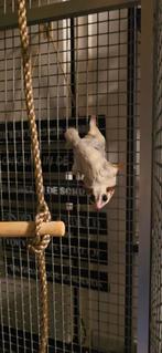 Sugar glider, Dieren en Toebehoren, Vogels | Parkieten en Papegaaien, Parkiet
