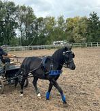 Mentuig shet pony, Dieren en Toebehoren, Ophalen of Verzenden, Overige soorten