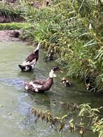 Loop eend kuif kuikens, Meerdere dieren, Eend