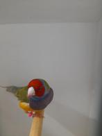 Gould amadinne, Mannelijk, Geringd